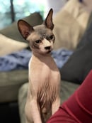 Naked Cattery - Sphynx Cat Breeder - Gold Coast, QLD