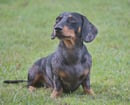 MERANCHE Miniature Smooth hair Dachshunds