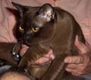 Favori  - Burmese Cat Breeder - Sunshine Coast, Queensland