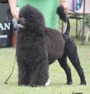 RYZYLVA Portuguese Water Dogs
