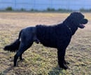 Ebbnflow Portuguese Water Dogs