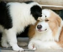 Jaja Border Collies & Chihuahuas - Long & Smooth Coat 