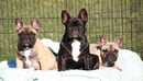 Veryloyal French Bulldogs Brisbane