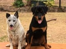 Twikaya Rottweilers
