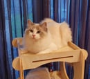 Mysticrose Ragdolls - Registered breeder of Ragdolls and Chinchilla Persian Cats