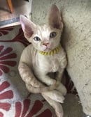 Lotalovin Devon Rex Breeder, Gympie QLD