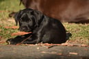 GC Labradors - Breeder of Purebred Labradors