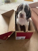 WILLWEI BRITTANY PUREBRED DOG BREEDER Darwin NT
