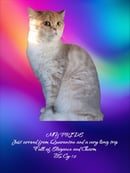 BluNirvana British Shorthairs