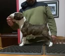Chopsbullis Bullterriers 