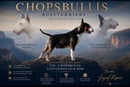 Chopsbullis Bullterriers