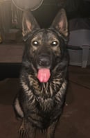 Loyaal German Shepherds - German Shepherd working lines