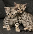 DMAC Bengal Breeder, Koo Wee Rup, Victoria 