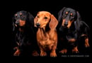 Sonree Kennels - Miniature Smooth Haired Dachshund Breeder, NSW