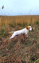 ITACLONE KENNELS - Pointer Breeder - Melbourne, VIC