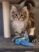 Rhinestone Siberians - Siberian & Neva Masquerade Cats & Kittens