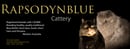 Rapsodynblue Persian and Exotic Cat Breeder