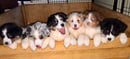 Euabalong Australian Shepherds