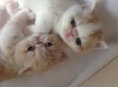 Edinton exotics - Exotic shorthair cat breeder - Victoria 