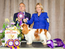 BRADES CAVALIER KING CHARLES SPANIEL