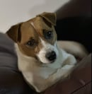 Kalyanka Jack Russells - Registered Breeder