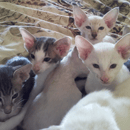 Hareem Oriental Cattery - Siamese and Oriental Breeder 