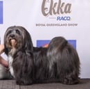 Clockwork Havanese