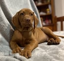TALLANGANOOK Hungarian Vizslas & German Shorthaired Pointers - Bonnie Doon, VIC
