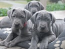 Saphire Danes - Great Dane Breeder - Mornington, VIC