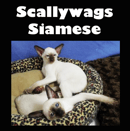Scallywags Siamese - Breeder - Brisbane