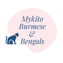 Burmese Cat Breeder, Gold Coast, QLD