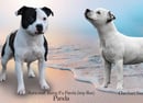 Chevhart Staffordshire Bull Terriers