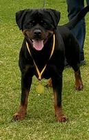 HOLSTAM ROTTWEILERS