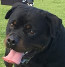 HOLSTAM ROTTWEILERS 