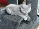 Brighthills Selkirk Rex