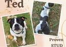 Keebahstaff - Staffordshire Bull Terrier Breeder