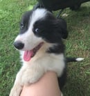 NYARLO Border Collies