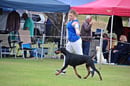 TagJager Dobermanns
