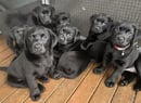 Samwahoney Labradors