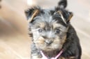 ALLANNETTE Australian Silky Terriers