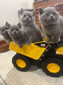 Murraybrook Brits - British Shorthair Breeder