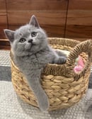  Murraybrook Brits - British Shorthair Breeder 