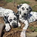 Promisar Dalmatians - Bendigo, VIC