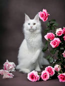 VanDiamonds Maine Coons - Hobart, TAS