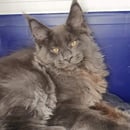 VanDiamonds Maine Coons - Hobart, TAS