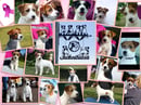 JACKNTHEBOX KENNELS - Jack Russell Terrier Breeder 