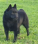 Monterrez Schipperkes & Cairn Terriers