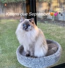 Blackdiamond Ragdolls