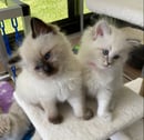 BlackDiamond Ragdolls
