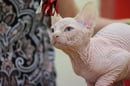 Born Bold Sphynx Cats